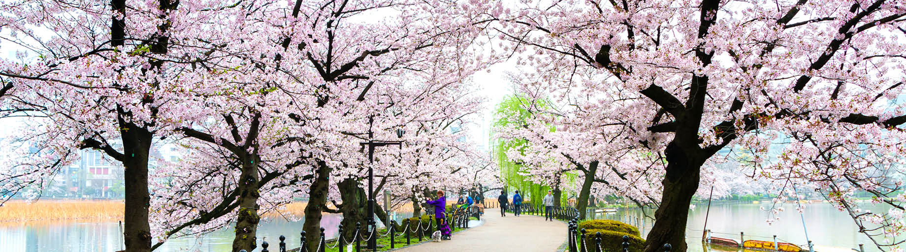 Cherry Blossoms to Glaciers: Japan to Alaska Cruise